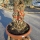 Olivenbaum Schale Nummer 1 70cm Stammumfang