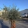Olivenbaum "Olea Europaea" 95cm Stammu. Schale 11 Bonsai