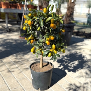 Kumquat 120cm
