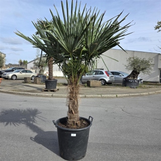 Hanfpalme "Trachycarpus Fortunei" (Nr.1) 60cm...