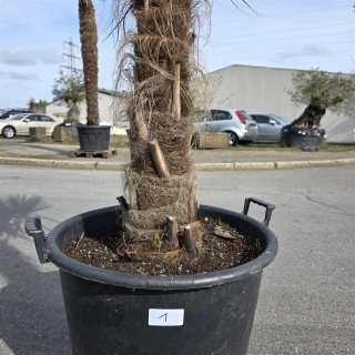 Hanfpalme "Trachycarpus Fortunei" (Nr.1) 60cm Stammhöhe - 200cm hoch