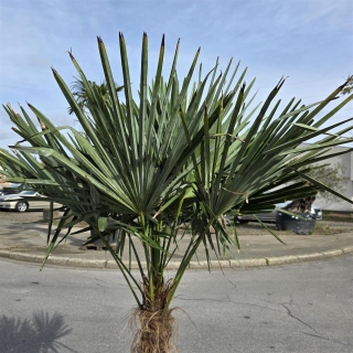 Hanfpalme "Trachycarpus Fortunei" (Nr.1) 60cm Stammhöhe - 200cm hoch
