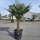 Hanfpalme "Trachycarpus Fortunei" (Nr.1) 60cm Stammhöhe - 200cm hoch