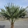 Hanfpalme "Trachycarpus Fortunei" (Nr.1) 60cm Stammhöhe - 200cm hoch
