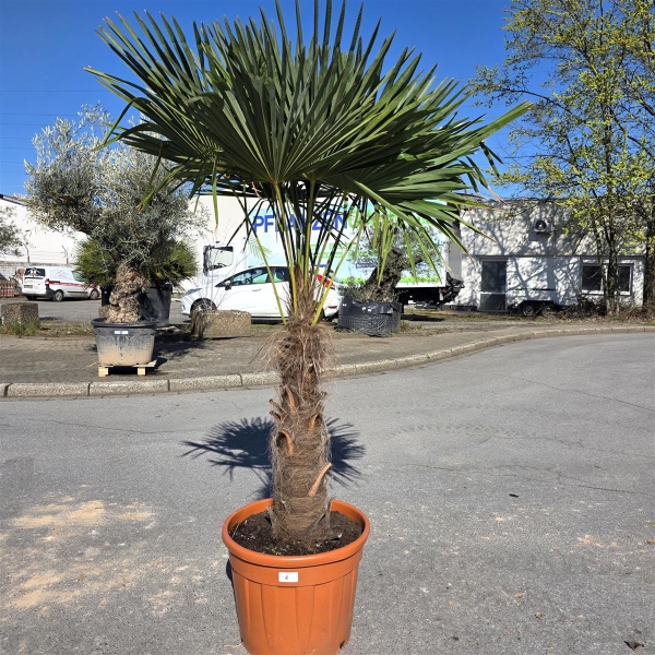 Hanfpalme "Trachycarpus Fortunei" (Nr.8) 80cm Stammhöhe - 200cm hoch