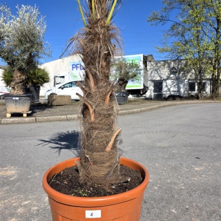 Hanfpalme "Trachycarpus Fortunei" (Nr.8) 80cm Stammhöhe - 200cm hoch