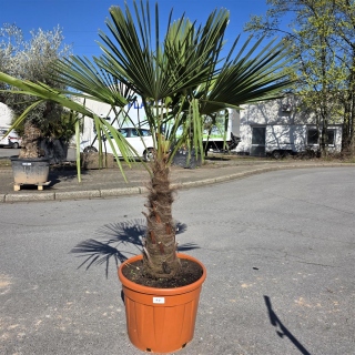 Hanfpalme "Trachycarpus Fortunei" (Nr.10) 60cm...