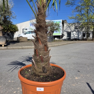 Hanfpalme "Trachycarpus Fortunei" (Nr.10) 60cm...