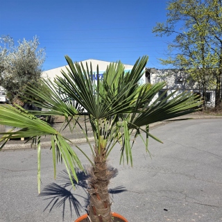 Hanfpalme "Trachycarpus Fortunei" (Nr.10) 60cm Stammhöhe - 180cm hoch