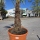 Hanfpalme "Trachycarpus Fortunei" (Nr.10) 60cm Stammhöhe - 180cm hoch