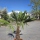 Hanfpalme "Trachycarpus Fortunei" (Nr.10) 60cm Stammhöhe - 180cm hoch