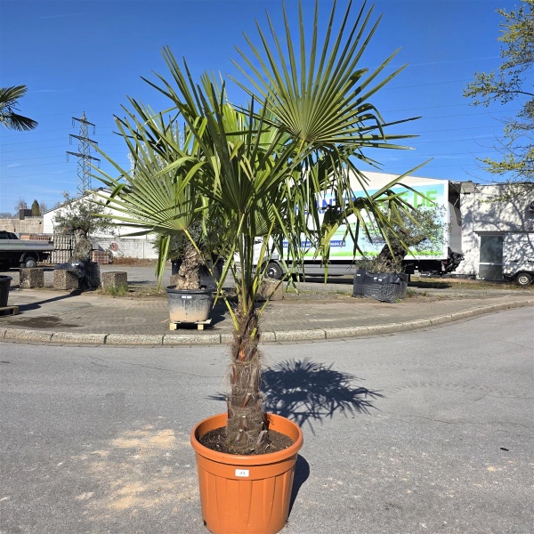 Hanfpalme "Trachycarpus Fortunei" (Nr.13) 70cm Stammhöhe - 250cm hoch