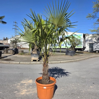 Hanfpalme "Trachycarpus Fortunei" (Nr.13) 70cm...