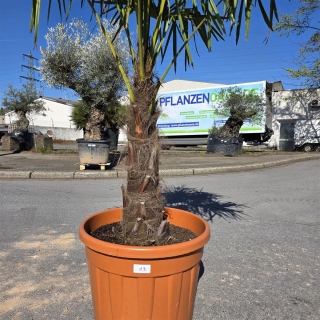 Hanfpalme "Trachycarpus Fortunei" (Nr.13) 70cm...
