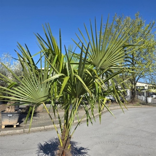 Hanfpalme "Trachycarpus Fortunei" (Nr.13) 70cm Stammhöhe - 250cm hoch