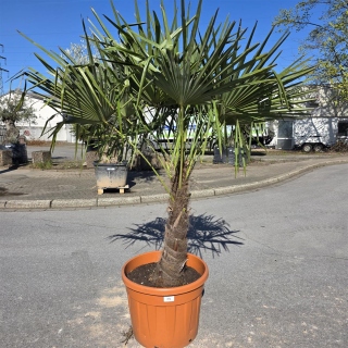 Hanfpalme "Trachycarpus Fortunei" (Nr.14) 70cm...