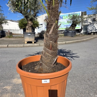 Hanfpalme "Trachycarpus Fortunei" (Nr.14) 70cm...