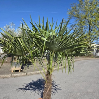 Hanfpalme "Trachycarpus Fortunei" (Nr.14) 70cm Stammhöhe - 220cm hoch
