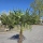 Hanfpalme "Trachycarpus Fortunei" (Nr.14) 70cm Stammhöhe - 220cm hoch