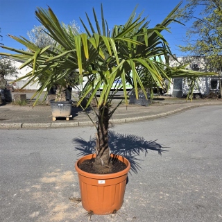Hanfpalme "Trachycarpus Fortunei" (Nr.15) 70cm Stammhöhe - 200cm hoch