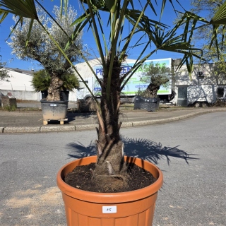 Hanfpalme "Trachycarpus Fortunei" (Nr.15) 70cm Stammhöhe - 200cm hoch