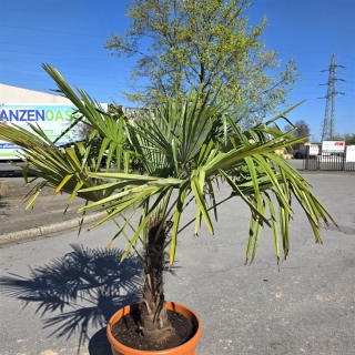 Hanfpalme "Trachycarpus Fortunei" (Nr.15) 70cm Stammhöhe - 200cm hoch