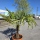 Hanfpalme "Trachycarpus Fortunei" (Nr.15) 70cm Stammhöhe - 200cm hoch