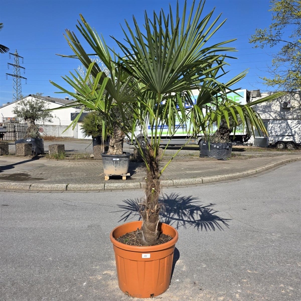 Hanfpalme "Trachycarpus Fortunei" (Nr.16) 70cm Stammhöhe - 220cm hoch