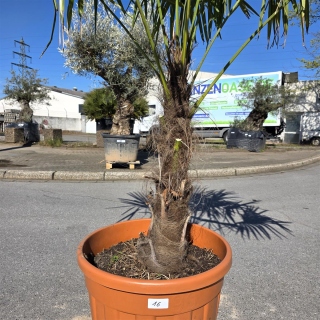 Hanfpalme "Trachycarpus Fortunei" (Nr.16) 70cm...