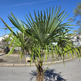 Hanfpalme "Trachycarpus Fortunei" (Nr.16) 70cm Stammhöhe - 220cm hoch