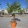 Hanfpalme "Trachycarpus Fortunei" (Nr.16) 70cm Stammhöhe - 220cm hoch