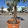 Hanfpalme "Trachycarpus Fortunei" (Nr.16) 70cm Stammhöhe - 220cm hoch