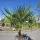 Hanfpalme "Trachycarpus Fortunei" (Nr.16) 70cm Stammhöhe - 220cm hoch