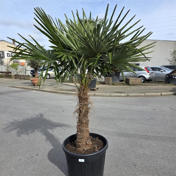Hanfpalme "Trachycarpus Fortunei" (Nr.17) 80cm Stammhöhe - 200cm hoch