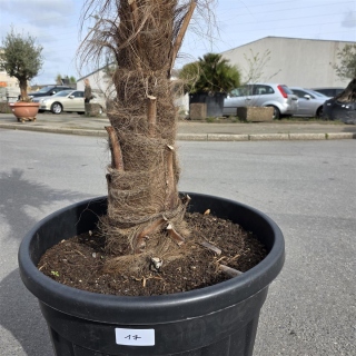 Hanfpalme "Trachycarpus Fortunei" (Nr.17) 80cm...