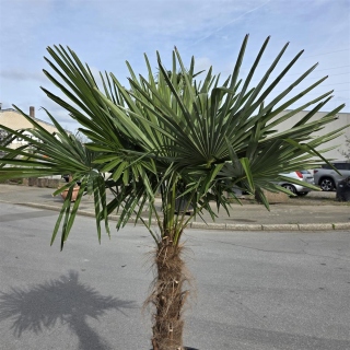 Hanfpalme "Trachycarpus Fortunei" (Nr.17) 80cm Stammhöhe - 200cm hoch