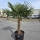 Hanfpalme "Trachycarpus Fortunei" (Nr.17) 80cm Stammhöhe - 200cm hoch