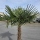 Hanfpalme "Trachycarpus Fortunei" (Nr.17) 80cm Stammhöhe - 200cm hoch