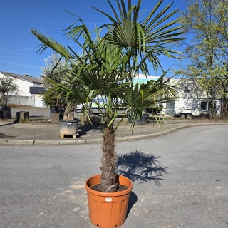 Hanfpalme "Trachycarpus Fortunei" (Nr.18) 80cm...