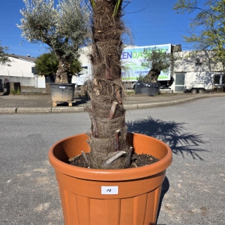 Hanfpalme "Trachycarpus Fortunei" (Nr.18) 80cm Stammhöhe - 250cm hoch