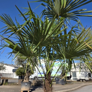 Hanfpalme "Trachycarpus Fortunei" (Nr.18) 80cm Stammhöhe - 250cm hoch
