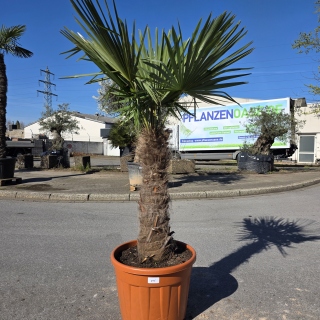 Hanfpalme "Trachycarpus Fortunei" (Nr.25) 80cm...