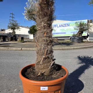 Hanfpalme "Trachycarpus Fortunei" (Nr.25) 80cm...