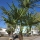 Hanfpalme "Trachycarpus Fortunei" (Nr.18) 80cm Stammhöhe - 250cm hoch