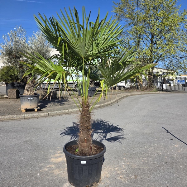 Hanfpalme "Trachycarpus Fortunei" (Nr.19) 60cm Stammhöhe - 210cm hoch