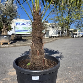 Hanfpalme "Trachycarpus Fortunei" (Nr.19) 60cm...