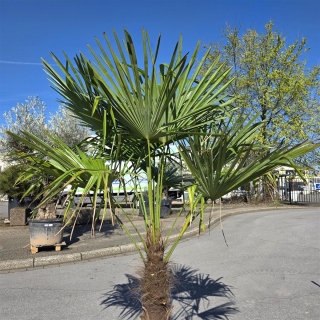 Hanfpalme "Trachycarpus Fortunei" (Nr.19) 60cm Stammhöhe - 210cm hoch