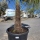 Hanfpalme "Trachycarpus Fortunei" (Nr.19) 60cm Stammhöhe - 210cm hoch