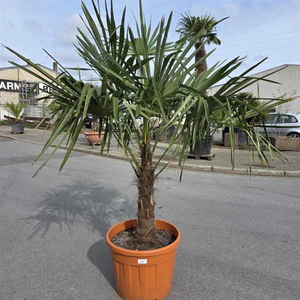 Hanfpalme "Trachycarpus Fortunei" (Nr.20) 60cm Stammhöhe - 200cm hoch
