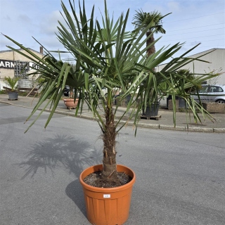 Hanfpalme "Trachycarpus Fortunei" (Nr.20) 60cm...